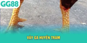 vảy gà huyền trâm